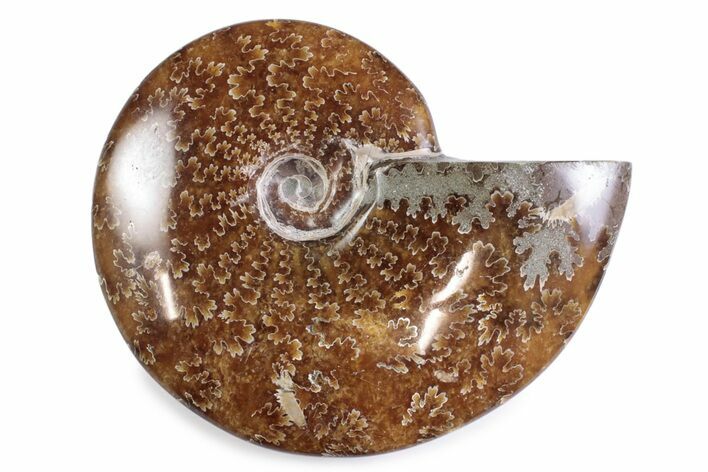 Polished Ammonite (Cleoniceras) Fossil - Madagascar #365026